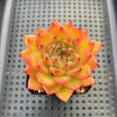 Echeveria Agavoides 'Chalstone' 3" Succulent Plant