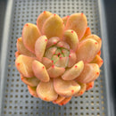 Echeveria sp. 3" Succulent Plant