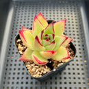 Echeveria Agavoides 'Montana' 2"-3” Succulent Plant