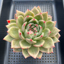 Echeveria 'White Champaign' 4" Large Succulent Plant