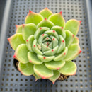 Echeveria 'Flora' 2" Succulent Plant