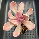 Pachyveria 'Pampoteus' Variegated 3" Succulent Plant