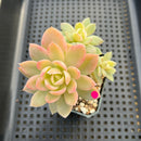 Echeveria 'Pink Vera' Variegated 3" Cluster Succulent Plant