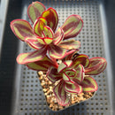 Echeveria Nodulosa 2"-3" Succulent Plant Cutting