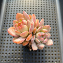 Echeveria 'Starmark' 2" Succulent Plant
