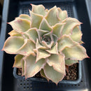 Echeveria 'Madiba' 5" Large Succulent Plant