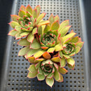 Echeveria Longissima 3" Large Cluster Succulent Plant