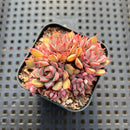Echeveria sp. Cluster 2" Succulent Plant