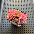 Echeveria 'Pipa' 1"-2" Succulent Plant