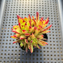 Echeveria Agavoides 'Orange Ebony' Cluster 2" Succulent Plant
