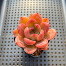 Echeveria 'Pink Champaign' 2" Succulent Plant