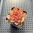Echeveria sp. 2" Succulent Plant