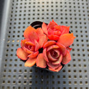 Echeveria 'Red Lantern 2" Cluster Succulent Plant