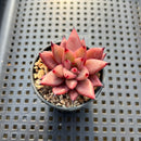 Echeveria Agavoides 'Red Sirius' 1" Succulent Plant