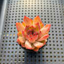 Echeveria 'Nomad' 2" Succulent Plant