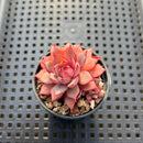 Echeveria 'Linjieana' 1" Succulent Plant