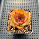 Echeveria sp. 2" Succulent Plant