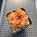 Echeveria 'Blood Maria' x Purposorum 2" Succulent Plant