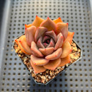 Echeveria sp. 3" Succulent Plant