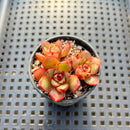 Echeveria Cuspidata 'San Roberto' 1"-2" Succulent Plant