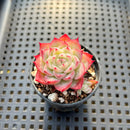 Echeveria 'Silhouette' 2" Succulent Plant