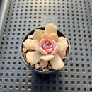 Echeveria sp. 2" Unique Specimen Succulent Plant