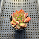 Echeveria 'Apple Pie' 1" Succulent Plant