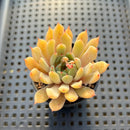 Echeveria sp. 2"-3" Succulent Plant