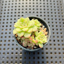 Echeveria sp. 2" Succulent Plant