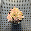 Echeveria 'Mebina' Variegated 2" Cluster Succulent Plant
