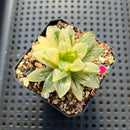 Haworthia Heidelbergensis Variegated 2" Succulent Plant