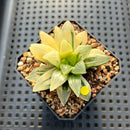 Haworthia Heidelbergensis Variegated 2" Succulent Plant