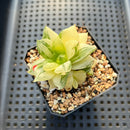 Haworthia 'Cymbiformis' Variegated 2" Succulent Plant