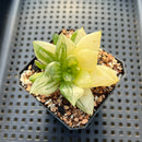 Haworthia 'Cymbiformis' Variegated 2" Succulent Plant