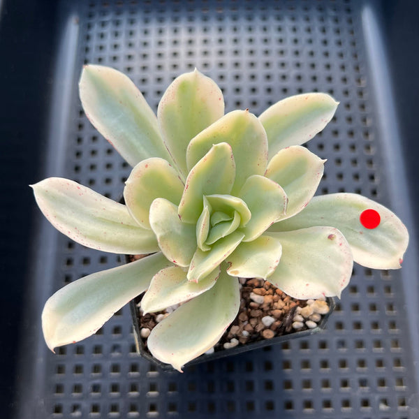 japan moon river succulent Echeveria 'Japan Moon River' Variegated 3” Succulent Plant