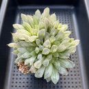 Haworthia 'Cooperi' Variegated 4"-5" Large Cluster Succulent Plant