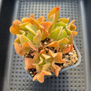 Echeveria 'Black Hawk' 4" Cluster Succulent Plant