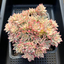 Echeveria 'Mebina' Variegated 5"-6" Cluster Succulent Plant