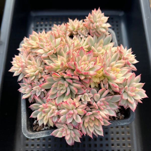 Echeveria 'Mebina' Variegated 5"-6" Cluster Succulent Plant