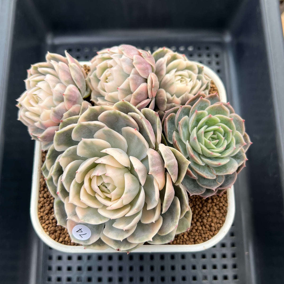 Echeveria 'Onslow' Variegated 3"-4" Large Cluster Succulent Plant Cutting