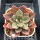 Cremneria 'Chubbs' x Echeveria Nodulosa 3"-4" Succulent Plant Cutting