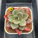 Cremneria 'Chubbs' x Echeveria Nodulosa 3"-4" Succulent Plant Cutting