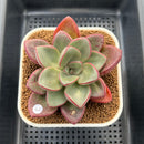Cremneria 'Chubbs' x Echeveria Nodulosa 3"-4" Succulent Plant Cutting