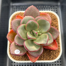 Cremneria 'Chubbs' x Echeveria Nodulosa 3"-4" Succulent Plant Cutting