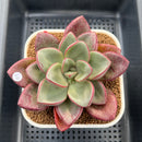 Cremneria 'Chubbs' x Echeveria Nodulosa 3"-4" Succulent Plant Cutting