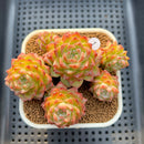Echeveria 'Ice Cube' 3" Succulent Plant Cutting