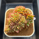 Echeveria 'Cherry Rose' Crested 3" Succulent Plant Cutting