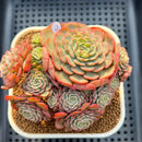 Echeveria 'Sugar Baby' 3" Succulent Plant Cutting