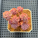 Echeveria 'Pink Diora' 1"-2" Succulent Plant Cutting