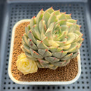 Echeveria 'Ori Villa' Variegated 3" Succulent Plant Cutting